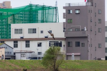 ミサゴ 兵庫島公園 2019年10月17日(木)