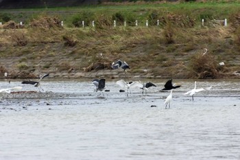 アオサギ 兵庫島公園 2019年10月17日(木)