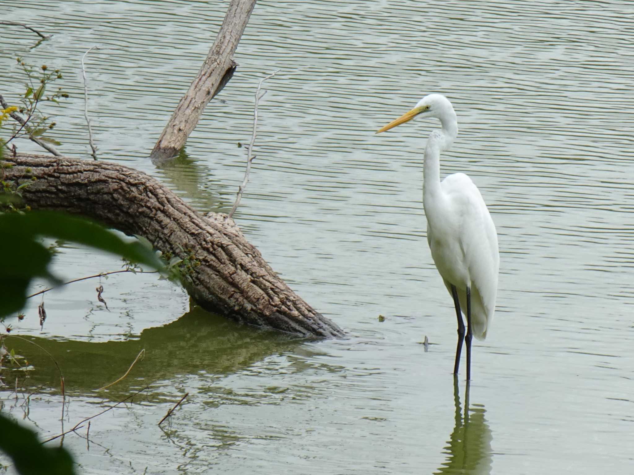 Great Egret