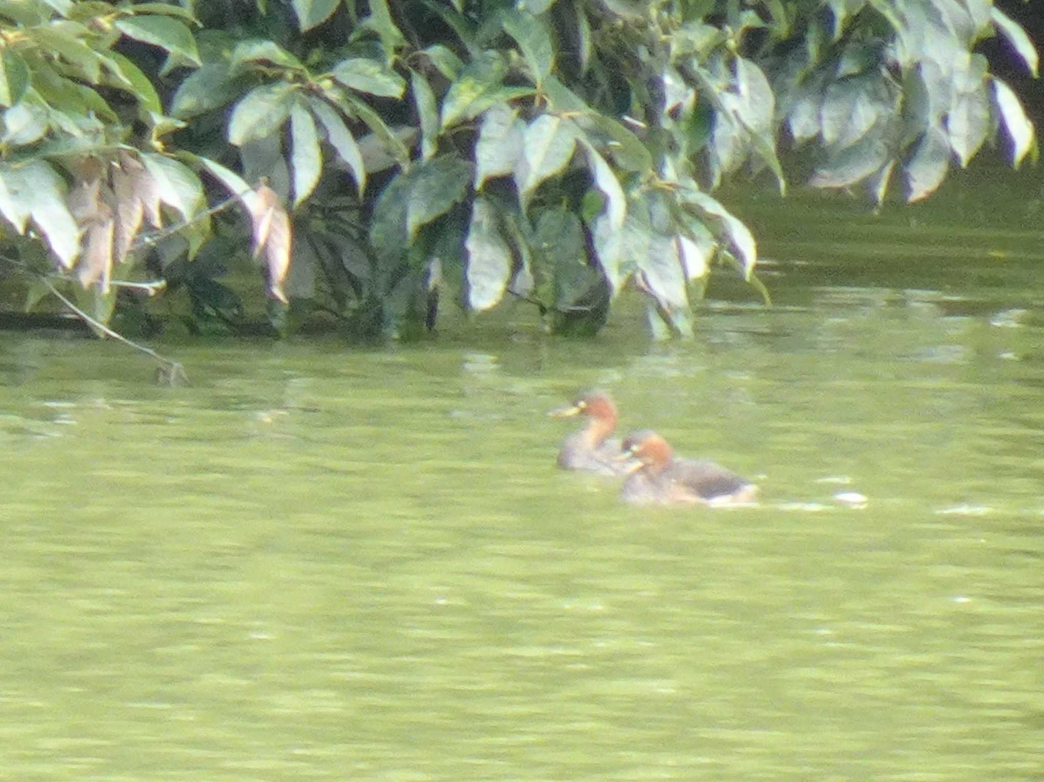 Little Grebe