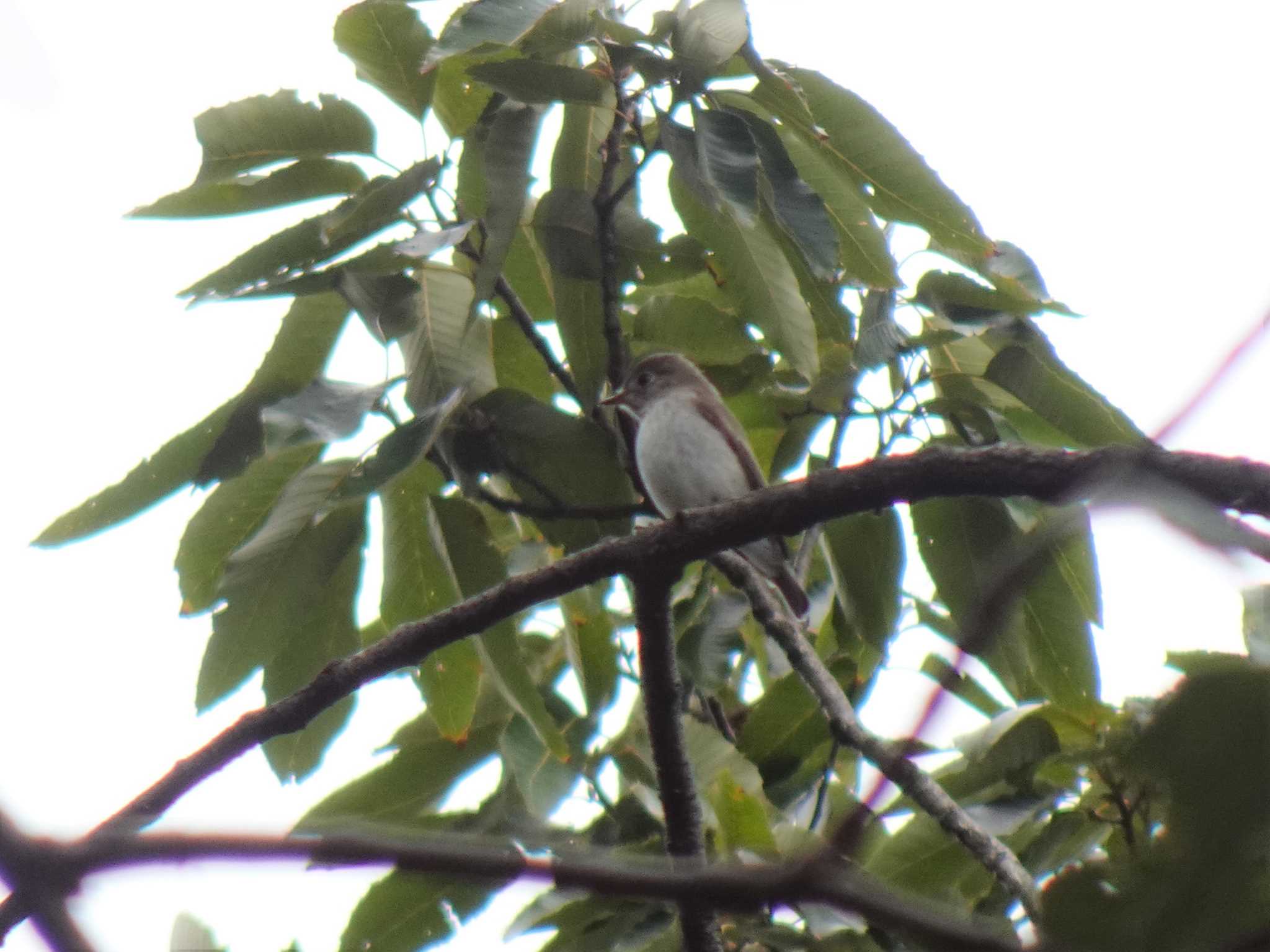 Asian Brown Flycatcher