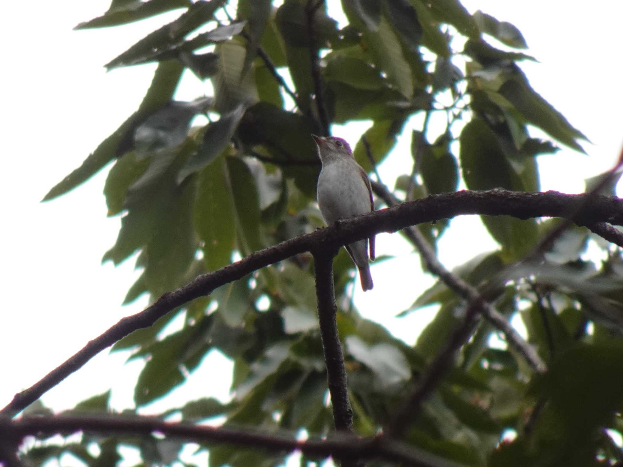 Photo of Asian Brown Flycatcher at 服部緑地公園 by マル