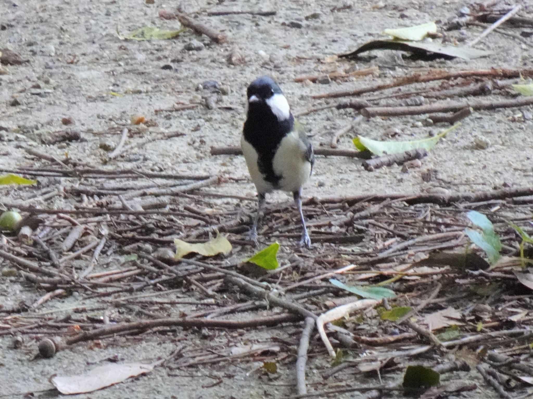 Photo of Japanese Tit at 服部緑地公園 by マル