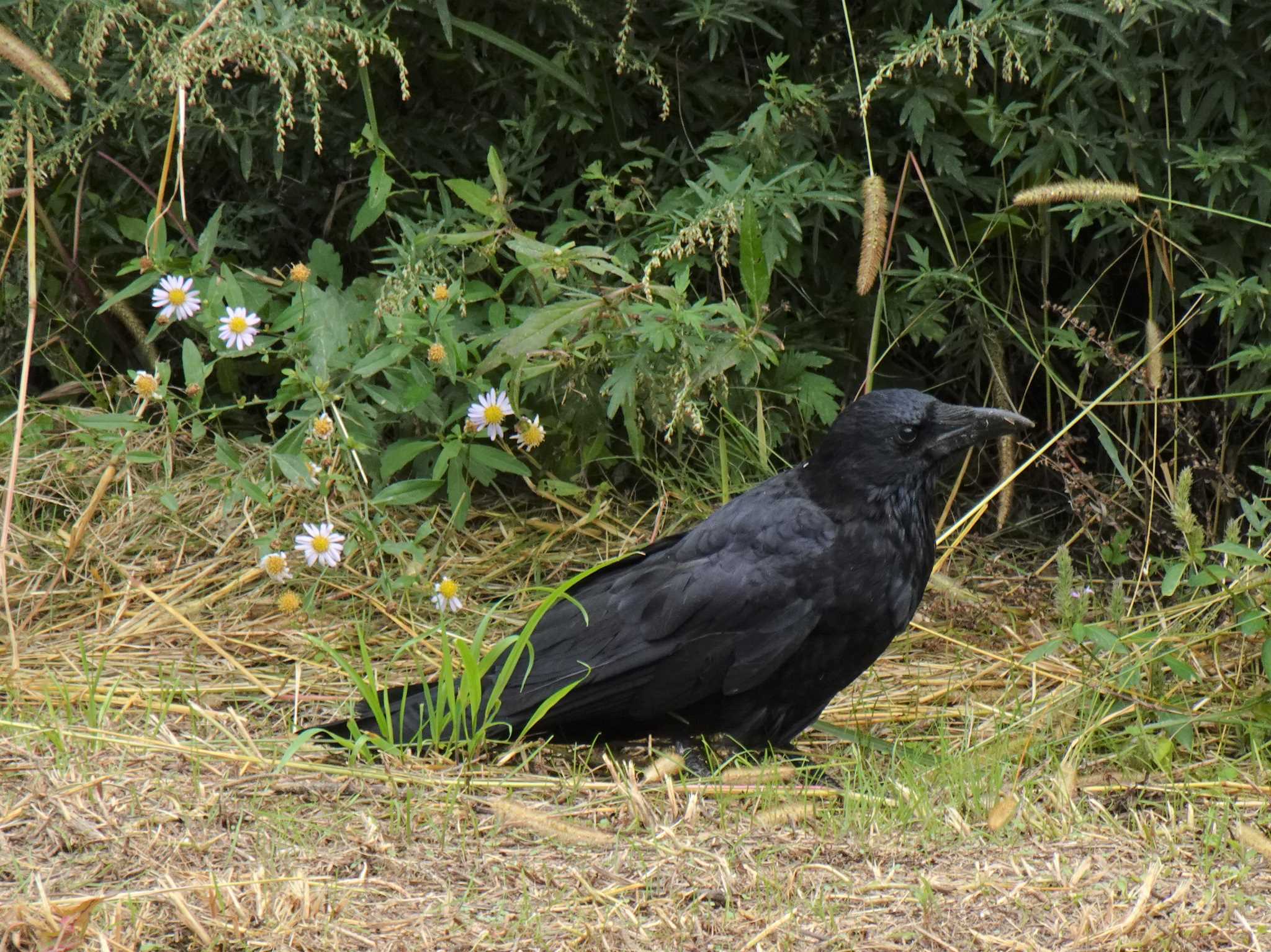 Photo of Carrion Crow at 服部緑地公園 by マル