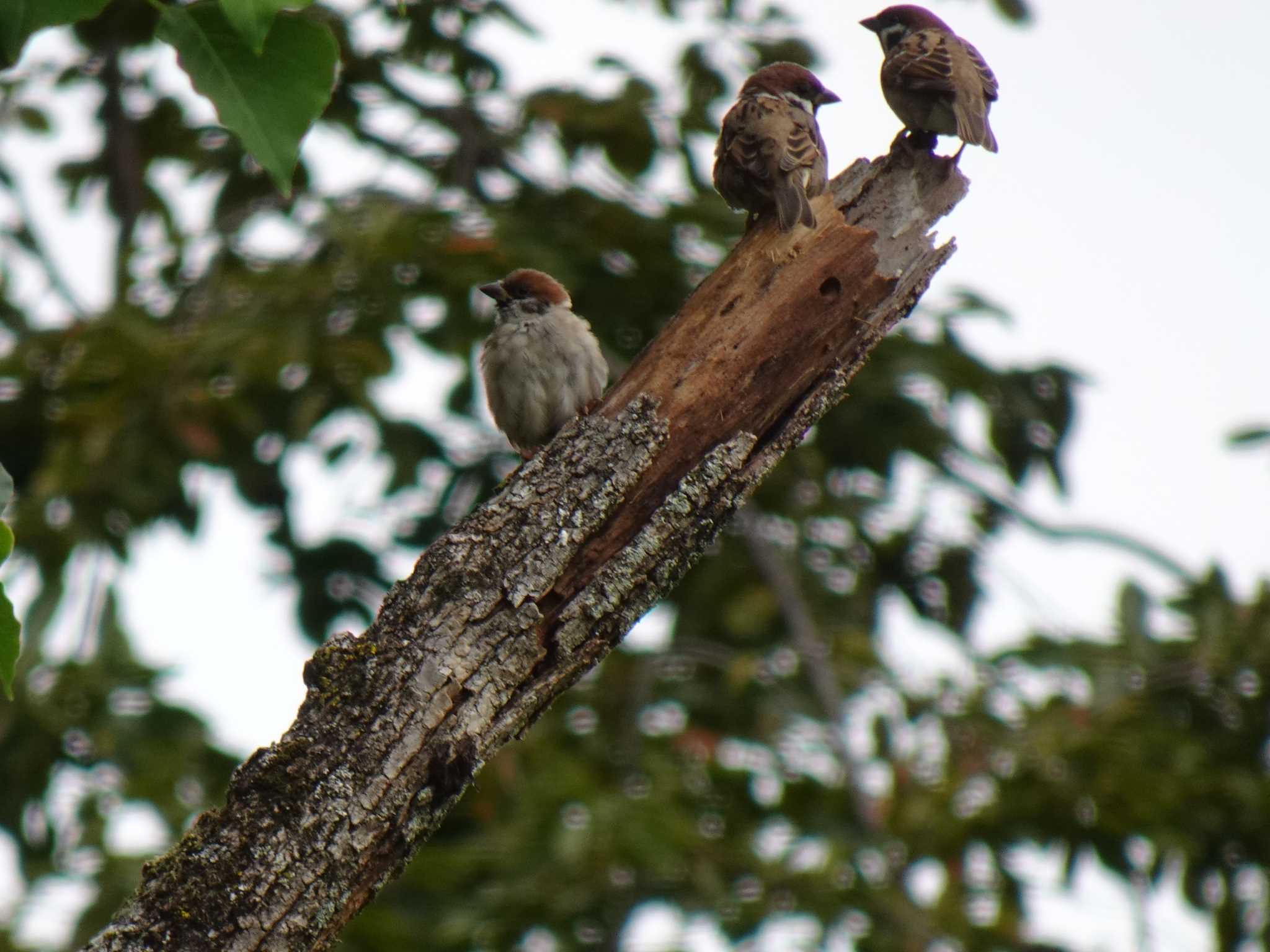 Eurasian Tree Sparrow