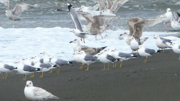 Yellow-legged Gull 勇払原野 Thu, 5/2/2019