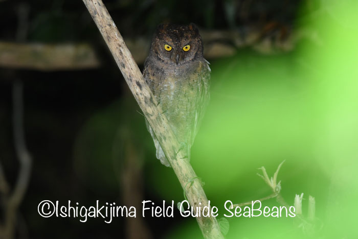 石垣島 リュウキュウコノハズクの写真 by 石垣島バードウオッチングガイドSeaBeans