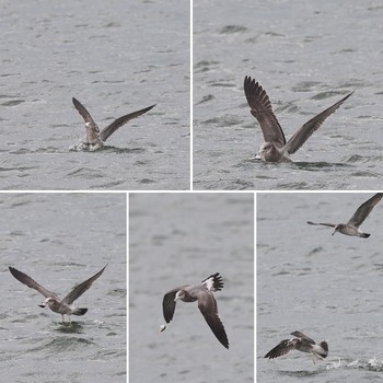 Black-tailed Gull 西宮市鳴尾浜 Fri, 10/18/2019