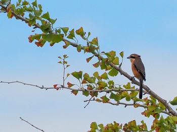 Bull-headed Shrike 西宮市鳴尾浜 Fri, 10/18/2019