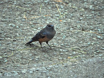 Blue Rock Thrush 沼津港 Thu, 10/17/2019