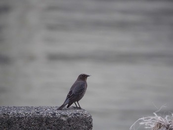 Blue Rock Thrush 沼津港 Thu, 10/17/2019