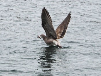 Black-tailed Gull 道の駅伊東アクアマリン付近 Thu, 10/17/2019