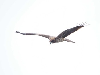 Black Kite 沼津港 Thu, 10/17/2019