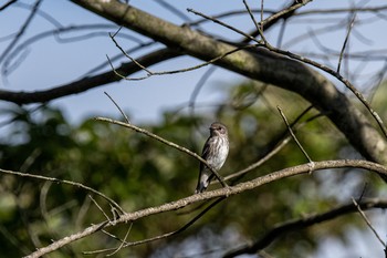 Grey-streaked Flycatcher 大分県大分市 Mon, 10/14/2019