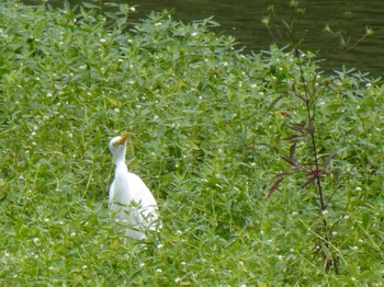 チュウサギ 昆陽池公園 2019年10月19日(土)