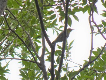 Sat, 10/19/2019 Birding report at Koyaike Park