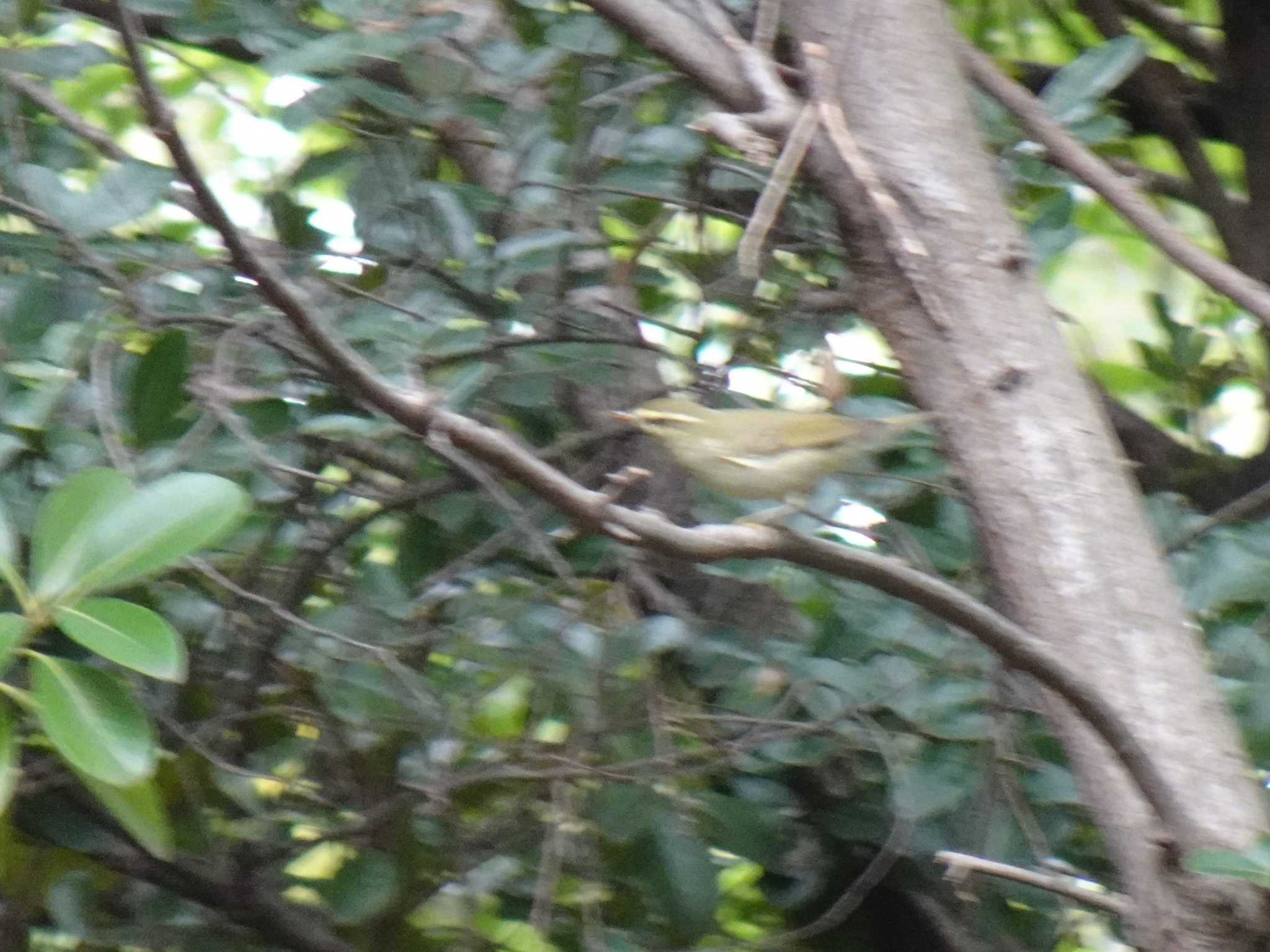 昆陽池公園 オオムシクイの写真