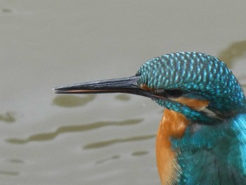 2019年10月19日(土) 境川(境橋付近)の野鳥観察記録