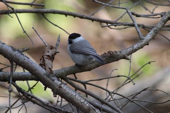 Willow Tit Shunkunitai Mon, 4/30/2018