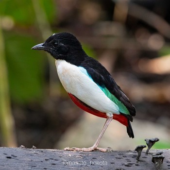 Ivory-breasted Pitta Binagara(halmahera) Sat, 10/12/2019