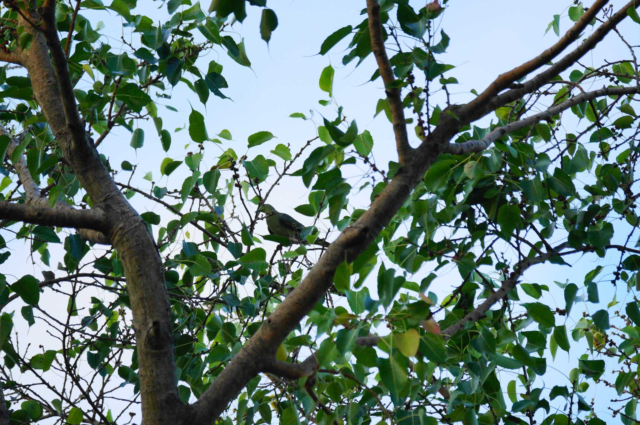 Photo of Ryukyu Green Pigeon at 台湾 by bea