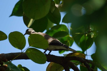 Spotted Dove 台湾 Wed, 10/2/2019