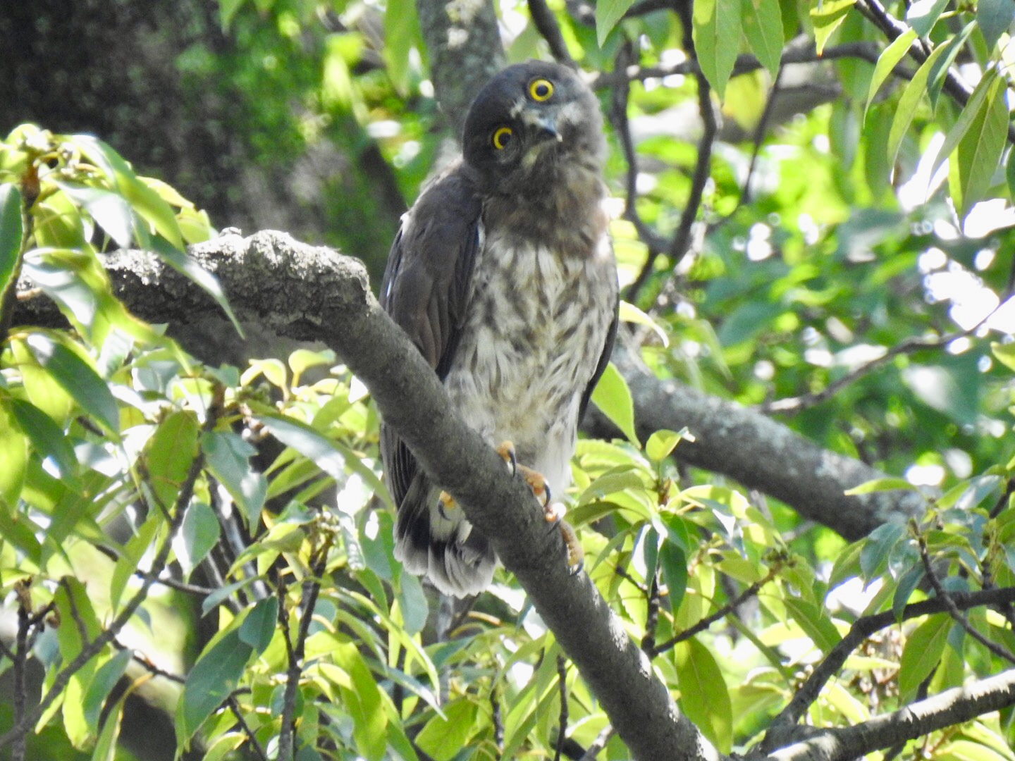 狭山市 アオバズクの写真 by なおんなおん