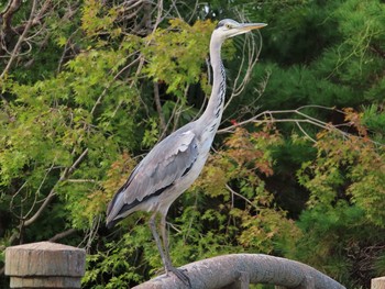 Grey Heron Oikeshinsui Park Sun, 10/6/2019