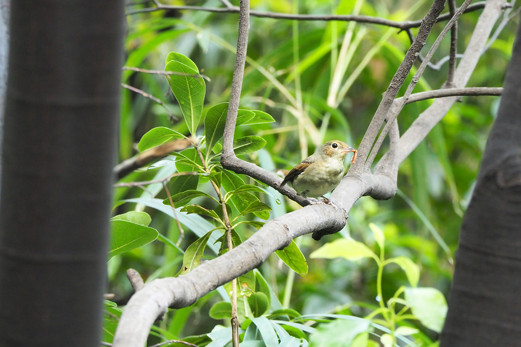 東京港野鳥公園 オオルリの写真 by ぴくるす