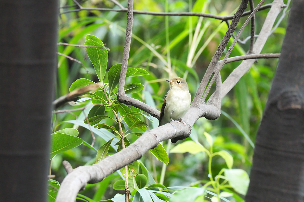 東京港野鳥公園 オオルリの写真 by ぴくるす