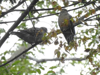 キジバト 六義園 2019年10月17日(木)