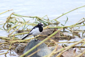 Sun, 10/20/2019 Birding report at Asaba Biotope