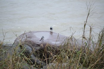 2019年10月20日(日) 多摩川二ヶ領宿河原堰の野鳥観察記録