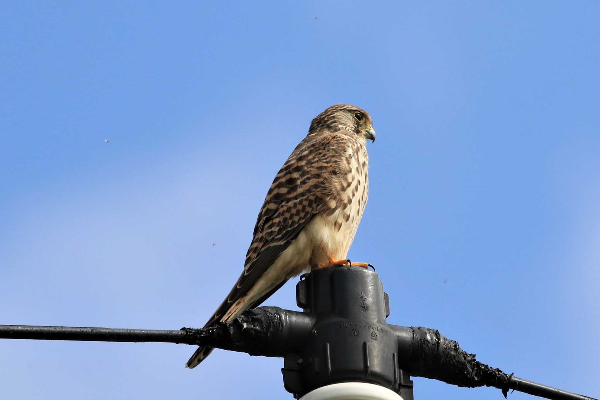 多摩川 チョウゲンボウの写真