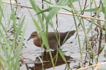 2019年10月20日(日) 葛西臨海公園の野鳥観察記録