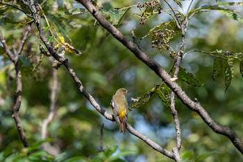 Narcissus Flycatcher 大分県大分市 Mon, 10/14/2019