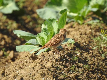 Eurasian Skylark 加木屋緑地 Sun, 10/20/2019