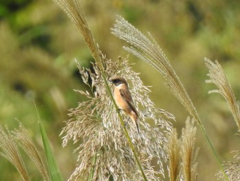 Amur Stonechat 加木屋緑地 Sun, 10/20/2019