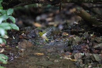 Warbling White-eye ささやまの森公園(篠山の森公園) Sun, 10/20/2019