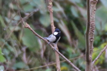 Japanese Tit 境川遊水地公園 Sun, 10/20/2019