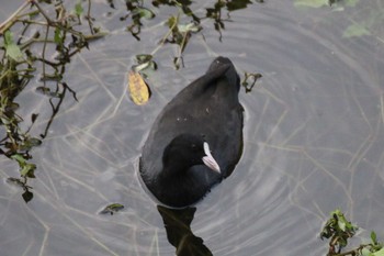 オオバン 境川遊水地公園 2019年10月20日(日)