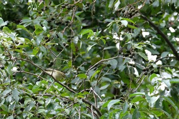 Sakhalin Leaf Warbler Tokyo Port Wild Bird Park Sat, 10/19/2019