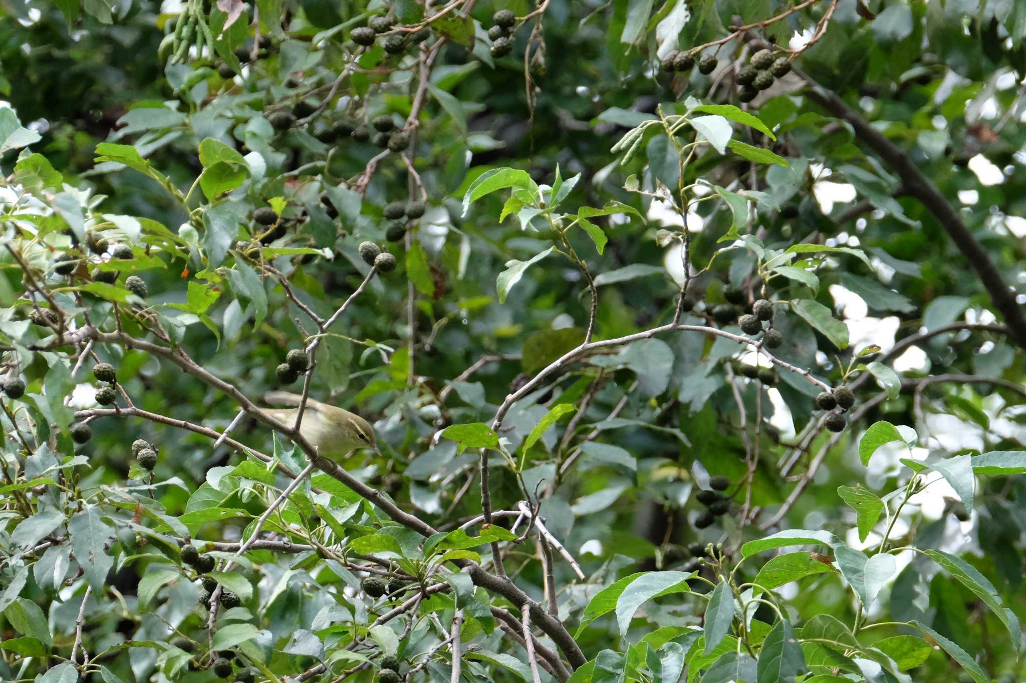 東京港野鳥公園 エゾムシクイの写真 by toru