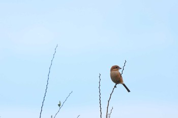 2019年10月19日(土) 東京港野鳥公園の野鳥観察記録