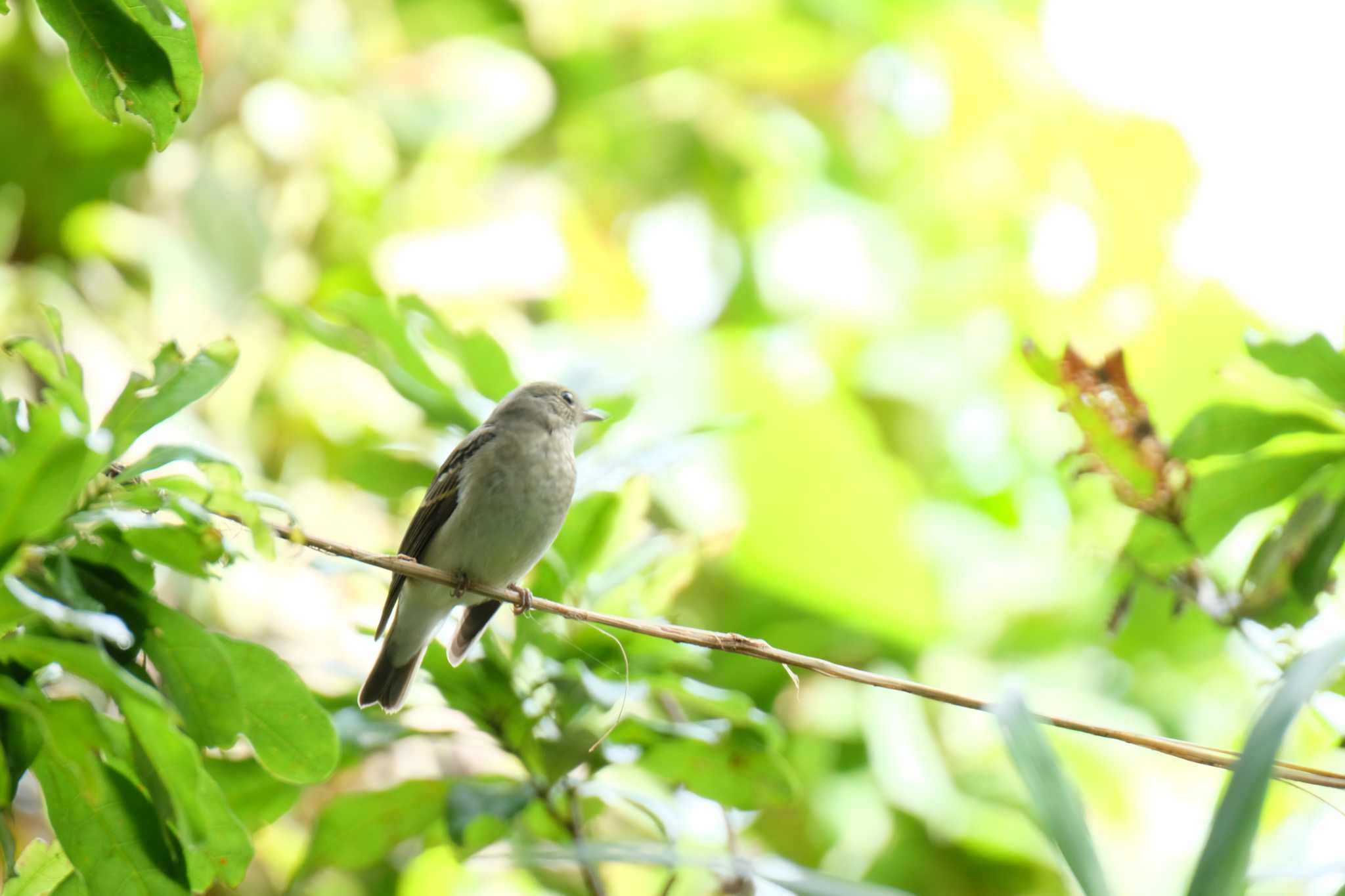 東京港野鳥公園 サメビタキの写真 by toru