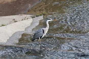 Grey Heron 境川遊水地公園 Sun, 10/20/2019