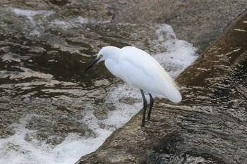 Little Egret 境川遊水地公園 Sun, 10/20/2019