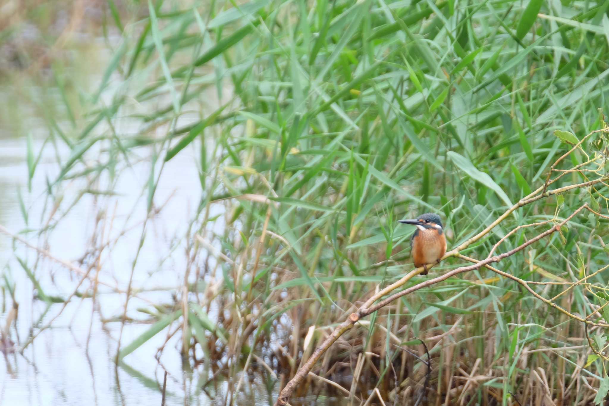 葛西臨海公園 カワセミの写真 by toru