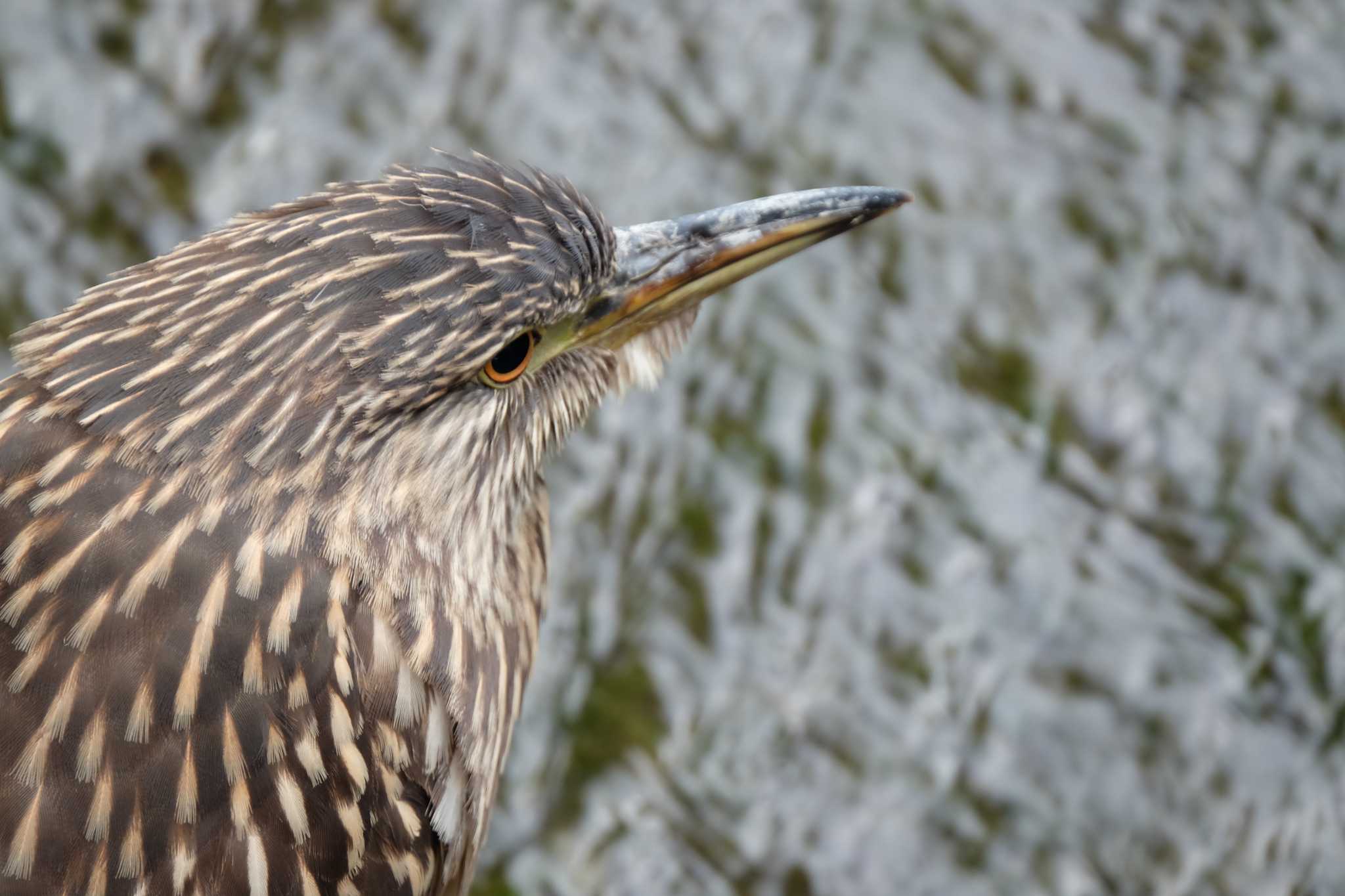 葛西臨海公園 ゴイサギの写真 by toru