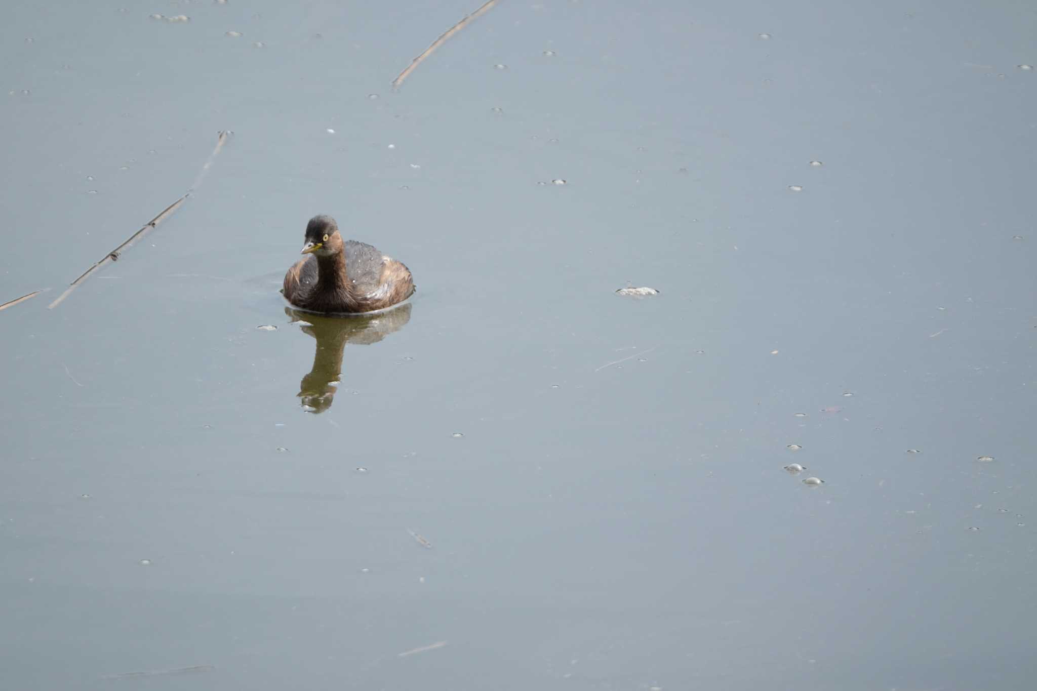 葛西臨海公園 カイツブリの写真